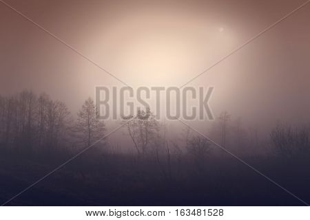 The dark trees at the forest edge. Sepia dark background: forest in the mist