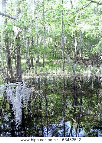 Forest on Black Bayou near Mississippi USA April 27 2003