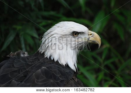 Ruffled feathers and hooked beak on a bald eagle bird.