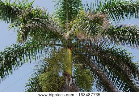 Royal Palm with blue sky in the background