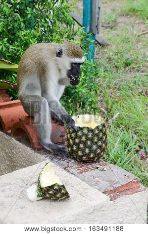Monkey vervet on a low wall enjoying a fresh pineapple