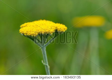 Yarrow Achillea Filipendulina Flower Detail
