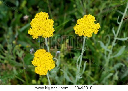 Yarrow Achillea Filipendulina Flower Detail