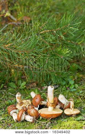 소나무 숲에서 함께 boletus luteuses
