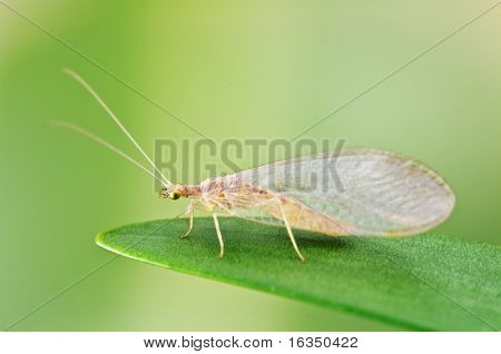 Chrysoperla Carnea auf grünes Blatt