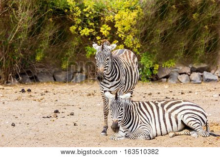 The plains zebra is the most common, and has or had about six subspecies distributed across much of southern and eastern Africa. Each animal stripes are unique as fingerprints, none are exactly alike