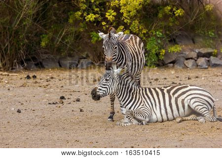 The plains zebra is the most common, and has or had about six subspecies distributed across much of southern and eastern Africa. Each animal stripes are unique as fingerprints, none are exactly alike