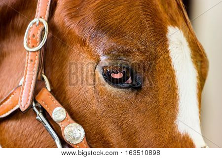 The Azteca is a horse breed from Mexico.  They are well-muscled horses that may be of any solid color, and the American Azteca may also have pinto coloration.