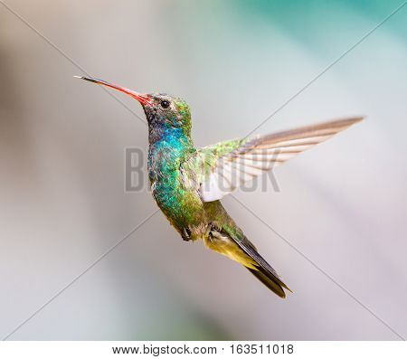 Broad Billed Hummingbird. Using different backgrounds the bird becomes more interesting and blends with the colors. These birds are native to Mexico and brighten up most gardens where flowers bloom.