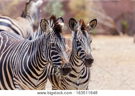 The plains zebra is the most common, and has or had about six subspecies distributed across much of southern and eastern Africa. Each animal stripes are unique as fingerprints, none are exactly alike
