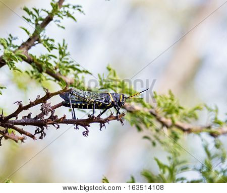 The western horse lubber grasshopper is a relatively large grasshopper species of the grasshopper  family found in the arid lower Sonoran life zone of the southwestern United States and  Mexico.