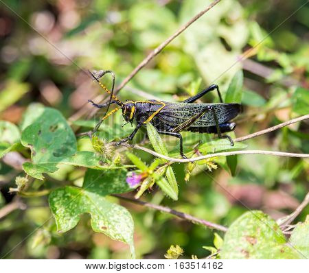 The western horse lubber grasshopper is a relatively large grasshopper species of the grasshopper  family found in the arid lower Sonoran life zone of the southwestern United States and  Mexico.