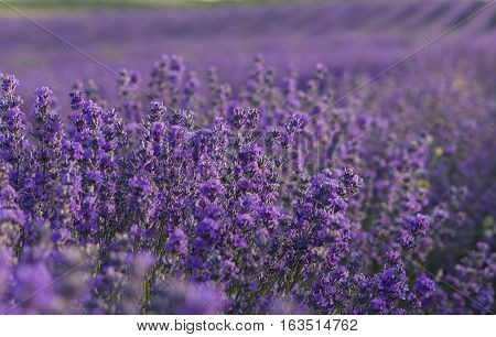 Lavender purple flowers blooming on lavender field in the summer