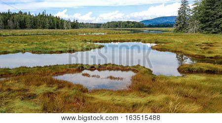 New England Marshland:  Grassy wetlands cover a portion of the shoreline on Mount Desert Island near Acadia National Park.