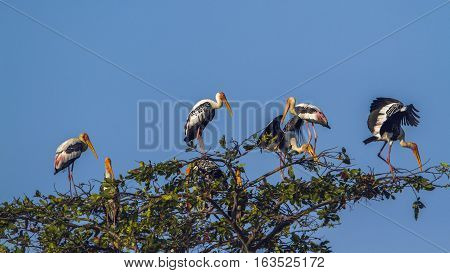Painted stork in Arugam bay lagoon, Sri Lanka ;specie Mycteria leucocephala family of Ciconiidae