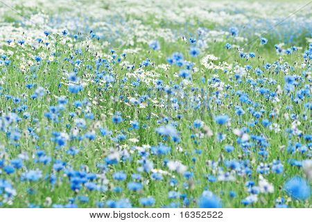 blue cornflower field close up