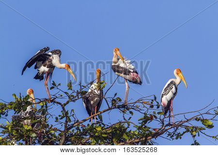 Painted stork in Arugam bay lagoon, Sri Lanka ;specie Mycteria leucocephala family of Ciconiidae
