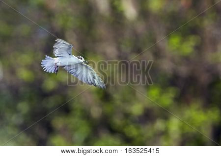 Marsh tern in Arugam bay lagoon, Sri Lanka ; specie Chlidonias hybrida family of Laridae