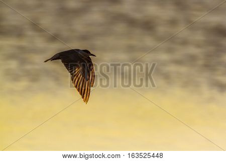 Marsh tern in Arugam bay lagoon, Sri Lanka ; specie Chlidonias hybrida family of Laridae