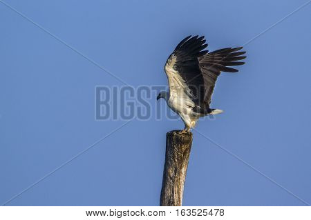 White bellied sea eagle isolated in blue background ; specie Haliaeetus leucogaster family of Accipitridae