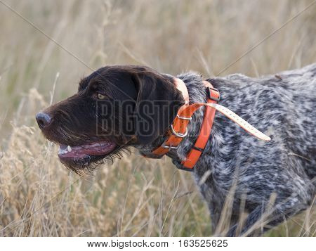 A German Wirehaired Pointer on point during a pheasant hunt