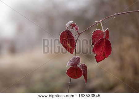 Frozen red leaves on a winter day