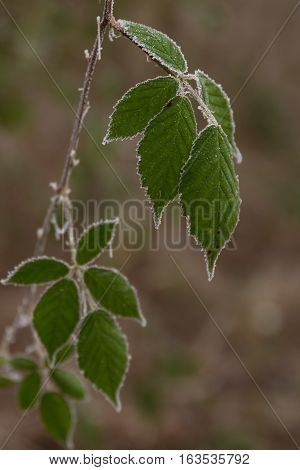 Winter natural ice scene. Frozen plant with blurry background