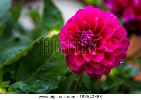 Lilac-pink dahlia flower with rain drops on petals close-up selective focus