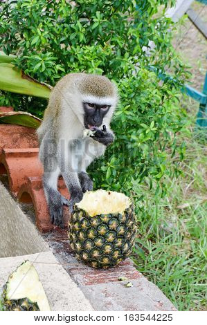 Monkey vervet on a low wall enjoying a fresh pineapple
