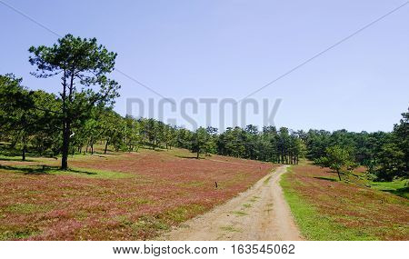 Landscape With Grass Hill In Dalat, Vietnam