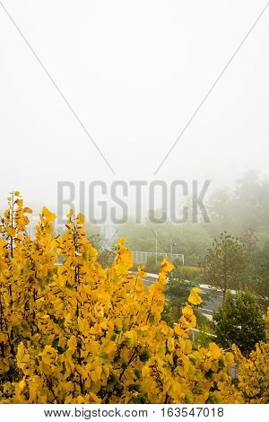 The fog partially covers an urban park