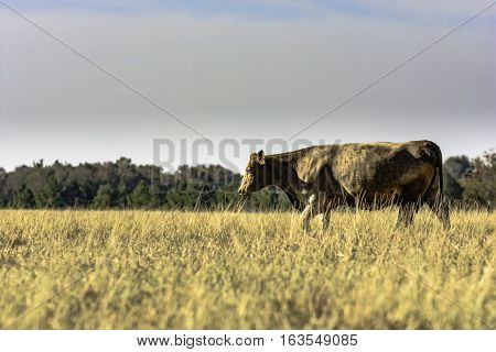 Commercial brown cow walking to the left with blank area to the left