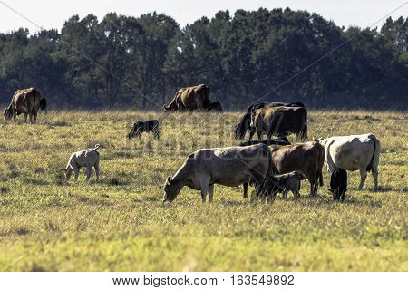 Herd of commercial cows and calves in a brown dormant pasture