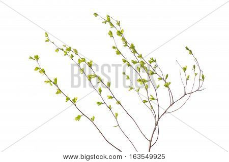 Early spring flowering green tree branch isolated on white. Early spring concept