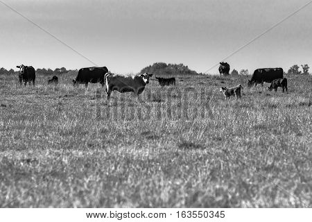 Commercial cows in a pasture with blank area in the foreground - black and white photography