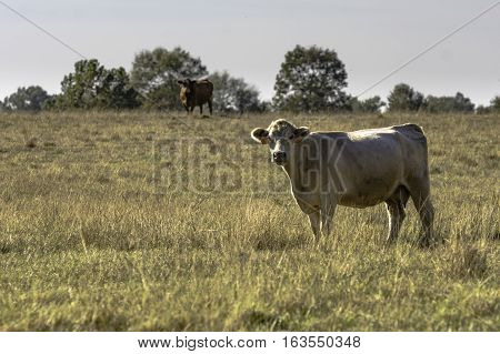 Commercial white crossbred brood cow in a November pasture