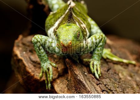 Fijian Crested Iguana (brachylophus Vitiensis) On Viti Levu Island, Fiji