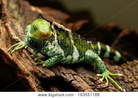Fijian Crested Iguana (brachylophus Vitiensis) On Viti Levu Island, Fiji