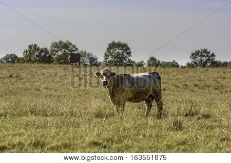 Two commercial crossbred beef cows in a November pasture