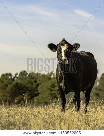 Black and white crossbred Angus brood cow in vertical format
