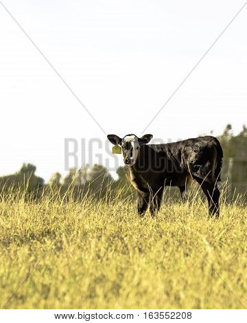 Black Angus crossbred calf in a field of tall grass - vertical format