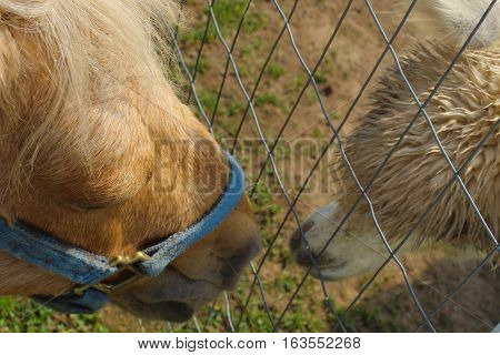 Here we find a small pony and a baby llama exchanging kisses through the fence.