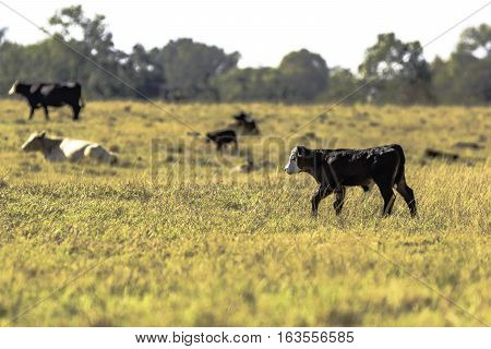 Angus crossbred calf walking in a brown pasture with herdmates in the background