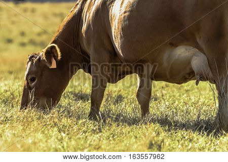 Close up of red commercial beef cow grazing on dry brown grass