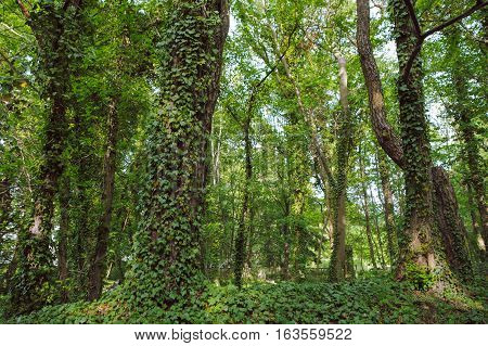 Green Ivy Growing On The Trunk Of Tree In The Park