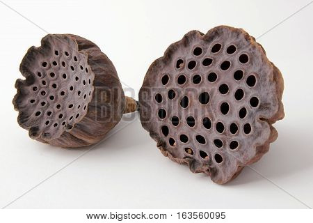 Dry Lotus Pods on Isolated White Background