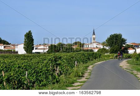 La Couarde sur Mer France - september 26 2016 : vineyard around the village in autumn