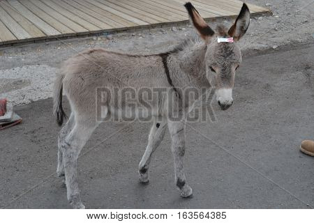 Wild burros roam the old mine town of Oatman, Arizona