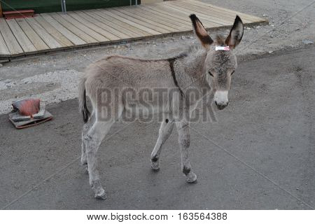 Wild burros roam the old mine town of Oatman, Arizona