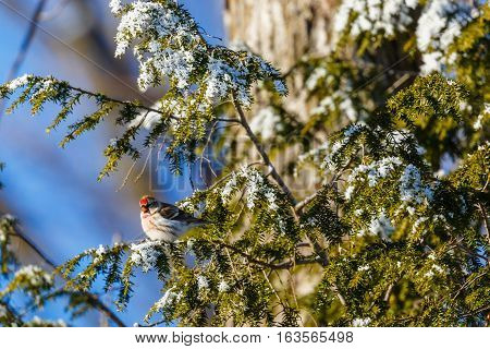 Common Redpoll (Carduelis flammea) perched in a pine tree.